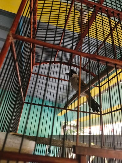 The image shows a bird perched on a wooden dowel inside a cage. The cage has a red-brown wooden frame and black metal bars. The bird is mostly brown and white, with a black crest on its head and black tail feathers. It is facing to the left, looking slightly down.

The background of the image is blurred but appears to be a wall with horizontal stripes of yellow and green. Sunlight is filtering in from the right, creating bright highlights. The overall setting appears to be indoors, possibly in a home or a bird shop. The image was taken in Barengkrajan, East Java.

There is no text visible in the image. The time of day is suggested by the sunlight to be daytime, possibly morning or afternoon. The weather is not discernible. The bird appears calm and is not engaged in any particular activity other than perching. The close-up perspective of the cage bars and the slightly out-of-focus background create a sense of intimacy with the subject.