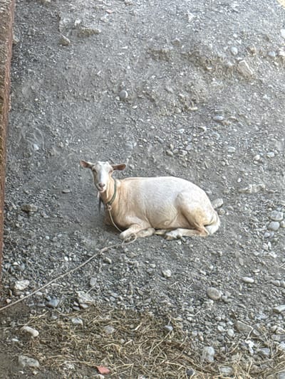 A light-colored goat lies on its side on a rough, gravelly surface. The goat is on its back with its legs curled up. A thin rope is tied around its neck and extends out of frame. The goat appears to be tethered. The ground is covered in small, gray stones and dirt, with some dry grass and straw visible on the right side of the frame. A thick, dark brown border runs along the bottom edge of the image, suggesting the edge of a raised platform or structure. The lighting suggests it is daytime, and the scene appears to be outdoors in a rustic or undeveloped area, consistent with a rural setting in Bërdicë, Albania. There are no people visible in the image. The goat's posture and the tether suggest it might be resting or unable to move freely.