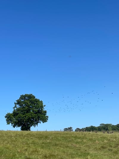 The image shows a landscape scene under a clear blue sky. A grassy field occupies the right side of the frame, transitioning to trees in the distance. A large, full tree stands near the center of the image. A flock of birds is visible in the sky above the tree. It is outside, most likely in the city of Ashford, United Kingdom. There are no people visible.