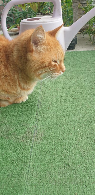 An orange tabby cat is resting on artificial grass. The cat is lying on its side, facing to the right. Its eyes are closed, and its mouth is slightly open. The cat's fur is short and striped, and it has white whiskers. Behind the cat, a pale pink watering can is visible. The watering can is tipped on its side, and its spout is pointing to the right. The background is blurred, but it appears to be an outdoor setting with plants and a fence. The scene is brightly lit, suggesting it is daytime. The image does not provide any specific location within the city of Верхореченское сельское поселение, Ukraine.