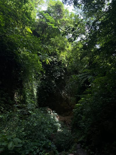 The image depicts a dense, verdant jungle environment with a narrow pathway or ravine. Lush green foliage, including trees, ferns, and vines, covers the scene. Sunlight filters through the canopy, creating shafts of light that illuminate parts of the undergrowth. A rocky, eroded cliff face is visible on the left side, draped with hanging vegetation and vines. The ground appears to be a mix of soil, rocks, and fallen leaves. The atmosphere is one of natural wilderness, with a sense of enclosure due to the surrounding vegetation. The scene is devoid of any human presence or man-made structures. It is located in San Ramon, Nicaragua.