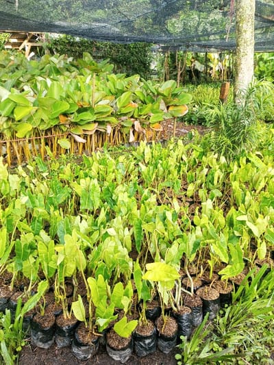 This image captures a vibrant plant nursery or garden in Yusipang, Bhutan, showcasing a multitude of green plants under the diffuse light of a black shade net.
In the foreground, rows of numerous small, light-green plants are neatly arranged. Each plant, characterized by its arrow-shaped leaves and slender stems, is individually potted in a black plastic bag filled with soil, indicating they are young saplings or cuttings being propagated. The ground beneath these pots appears to be damp soil.
Behind these smaller plants, a dense cluster of larger, more mature plants forms a distinct layer. These plants feature broader, darker green leaves and thicker, yellowish stems, suggesting a different species, possibly a type of ornamental ginger or a broad-leaved aroid. Their arrangement creates a lush backdrop.
Further back, towards the right side of the frame, is the textured trunk of a substantial tree, surrounded by additional varied foliage, including some fern-like plants and other green growth. The black mesh shade net extends across the top of the entire scene, filtering the sunlight and creating a protected environment for the plants.
The scene depicts a peaceful, natural setting dedicated to horticulture. There are no people visible, nor any explicit activities taking place, but the organized arrangement of plants implies active cultivation. The natural lighting suggests it is daytime. No visible text is present in the image.