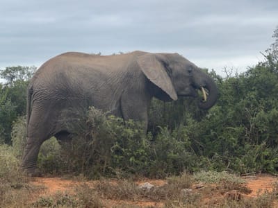 An adult African elephant stands facing right amidst dense green scrub and brush, situated on reddish-brown earth. The elephant, observed from its left side, has its trunk raised and appears to be feeding, with a light-colored piece of vegetation visible at its mouth/trunk tip. Its large, wrinkled grey hide is partially concealed by the surrounding foliage, which extends across the midground. The foreground consists of sparse dry vegetation and exposed reddish-brown soil. The background shows more dense green trees under an overcast grey sky. This scene is located within the Sundays River Valley Local Municipality, South Africa.