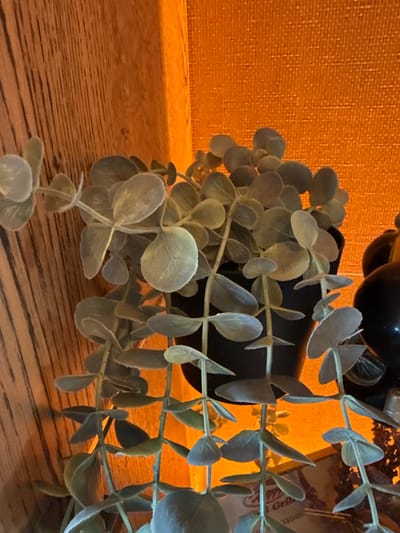The image displays an indoor still life, focusing on an artificial plant and its immediate surroundings. The main subject is a faux plant, likely eucalyptus, featuring numerous small, rounded, grey-green leaves with a soft, slightly flocked texture. The plant's stems cascade from a dark, cylindrical pot, partially visible towards the top-center, and extend throughout the frame, particularly dense on the right side.
The plant rests on a warm-toned wooden surface, visible in the foreground and along the bottom-left, characterized by distinct horizontal grain patterns. Behind the plant, a wall or panel with a textured, possibly woven, surface glows with a vibrant orange hue, suggesting warm artificial lighting.
No activity or event is taking place; the scene is static. The lighting creates a cozy, intimate atmosphere. In the upper right background, partially obscured by the plant, there is faint, blurry text on a lighter surface. Visible elements of this text appear to include "Grill" and possibly "Radina" or "Radino", hinting at a location or establishment within Radinovo, Bulgaria. The overall impression is one of interior decor in a home or commercial setting.
