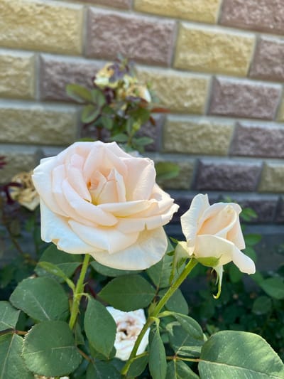 The image shows a close-up of a light peach rose bloom in the foreground, with another smaller rose bud to its right. The roses are on a thorny stem with green leaves. In the background, a brick wall with alternating yellow and brown bricks is visible. The setting appears to be outdoors, possibly a garden or yard. The image does not provide any specific details or context to determine a location in Alamüdün, Kyrgyzstan.