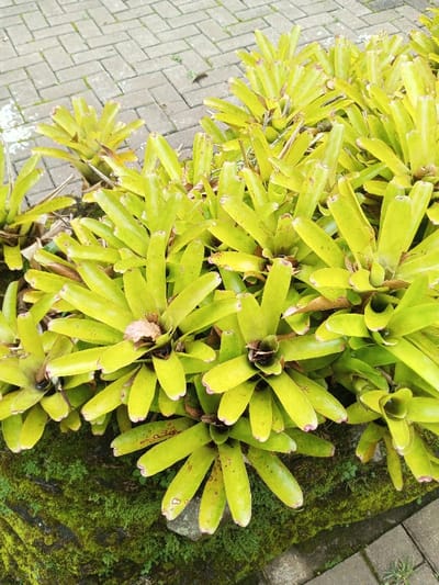 The scene is located in the city of Kanand, India. The image depicts a dense cluster of light yellowish-green, rosette-forming plants with broad, strap-like leaves that appear succulent. Several individual plant rosettes are visible, with some leaves showing faint reddish-brown discoloration at their tips or scattered spots. The plants occupy the majority of the frame, growing from a darker, possibly moss-covered ground area, parts of which are visible on the lower left. To the upper right, a section of grey interlocking paving stones, arranged in a herringbone pattern, forms an adjacent pathway or surface. No individuals or specific actions are observed within the frame. The environment appears to be an outdoor, cultivated area.