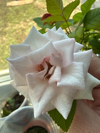 The image shows a close-up of a white rose in bloom. The petals are mostly white with a hint of pink towards the center, which contains some brown stamens. Some green leaves are visible on the left side of the flower. A finger or part of a hand is visible behind the flower, and there is a blurred background suggesting the flower is indoors near a window. The location, Granovshchina, Russia, is not discernible from the image content.