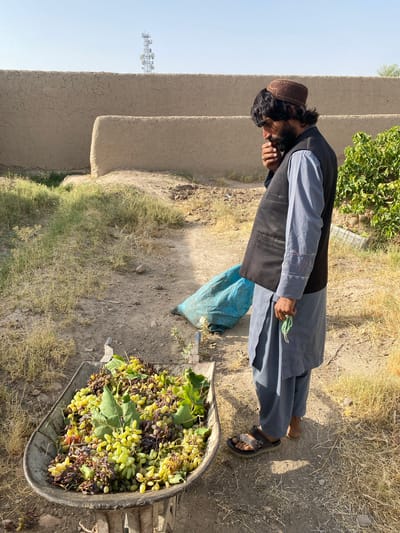 In Senjaray, Afghanistan, a man with a beard and dark curly hair, wearing a brown skullcap, a light blue shalwar kameez, and a dark vest, stands beside a wheelbarrow filled with grapes. He is holding a green string of prayer beads and appears to be contemplating or eating. The wheelbarrow contains a mix of green and dark grapes, some with leaves. Behind him, a large blue tarp is visible on the ground. The environment is dry and dusty, with sparse grass and a dirt path. In the background, there is a low, tan-colored mud wall, and further back, a tall communication tower stands against a clear blue sky. A green leafy plant, possibly a grapevine, is growing to the right of the man.