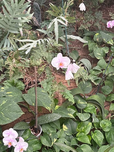 The image presents a close-up view of a densely planted garden setting, likely indoors or in a greenhouse environment. Various types of foliage are visible, including ferns, pothos, and orchids. The orchids have delicate pink and white flowers, with some in full bloom. The pothos leaves display a mottled green and yellow pattern. The ferns add a contrasting texture with their feathery fronds. A small container is nestled amongst the foliage, possibly holding one of the plants. A stick or small branch appears to be used as a support for the orchids. The setting appears to be a curated display, rather than a natural wild environment. There is no indication of a specific location within Tehuixtla, Mexico.