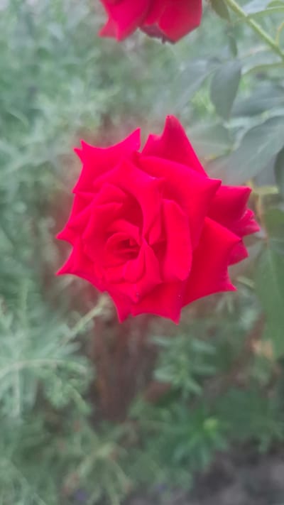 A close-up, slightly blurry, vertical shot focuses on a vibrant red rose bloom. The rose is centrally positioned and its petals are tightly furled, creating a spiral pattern at its core. The background is out of focus and consists of muted green foliage, suggesting an outdoor garden setting. The overall lighting appears soft and diffused, typical of an overcast day or early morning/late evening. The image was taken in the city of Yangi Abad, Uzbekistan.