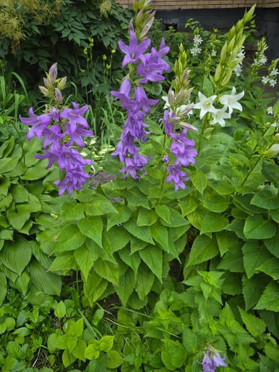 In a garden in Lobnya, Russia, vibrant purple bellflowers bloom amidst lush green foliage. Several stalks of bellflowers with their characteristic trumpet-shaped petals are prominently displayed in the foreground, some still bearing buds. Interspersed with the purple blooms are white bellflowers, adding contrast to the scene. The surrounding plants are characterized by large, textured green leaves. In the background, a brick wall and a dark, possibly painted, base suggest a building's exterior. The overall environment is a natural, cultivated garden setting.