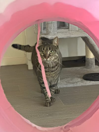 A tabby cat is captured in a close-up shot, viewed through a bright pink, circular opening, likely a fabric tunnel. The cat, lying on its side, looks directly at the camera with wide, alert green eyes and prominent white whiskers, conveying a curious and playful demeanor. Its fur is a mix of grey and brown tones with distinctive dark stripes. A thin, light pink string or toy is stretched across the cat's body.
The setting is an indoor domestic environment. Behind the cat, to its left, a grey, plush cat tree with scratching post material and platforms is partially visible. To the right and below the cat, light-colored wooden or laminate flooring is seen. A dark, circular object, possibly a weight or part of the cat tree, is also visible in the background. The scene is well-lit, suggesting either natural daylight or ample artificial light. The image captures a moment of playful interaction with the pet. No visible text is present. The location context provided is Châtenay-Malabry, France.