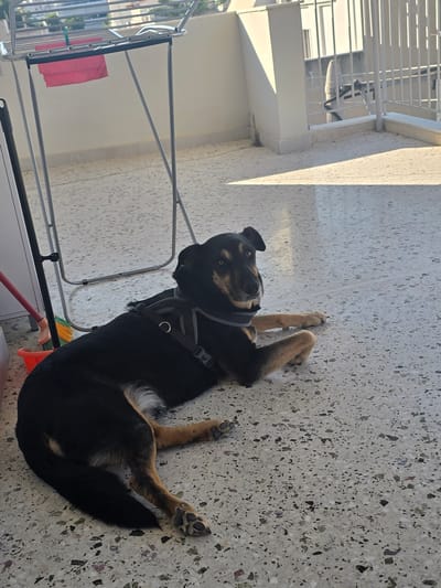 A black and tan dog is lying on a speckled tiled balcony floor in Agii Anargiri, Greece. The dog is wearing a gray harness and is looking towards the camera with its head slightly tilted. Sunlight casts shadows across the balcony. In the background, there is a clothes drying rack with a pink item hanging on it, a broom in an orange bucket, and a white railing.