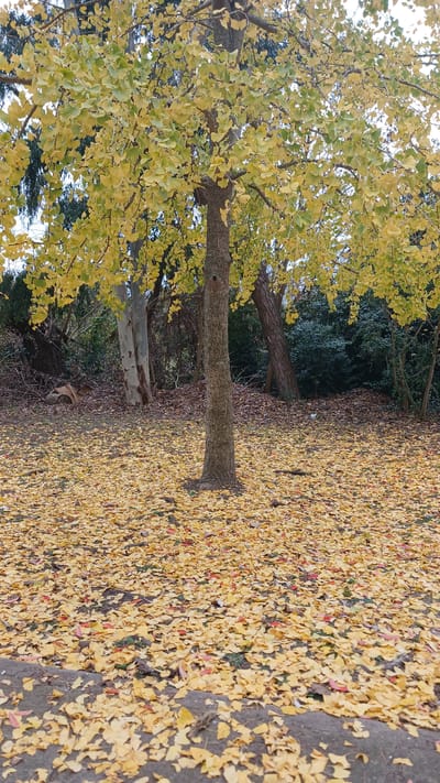 The image depicts a park scene in Berisso, Argentina, during autumn. A ginkgo tree with vibrant yellow leaves stands prominently in the foreground, its trunk textured and rough. The ground beneath the tree and extending into the background is densely carpeted with fallen yellow ginkgo leaves, interspersed with some brown and red leaves, and patches of green grass. The background reveals a wooded area with various trees, including some with lighter colored bark, and dense green foliage. The overall atmosphere is one of natural beauty and the changing seasons. There are no people or animals visible in the scene.