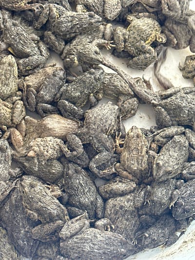 This image shows a large pile of live frogs in Bạch Đích Commune, Vietnam. The frogs are predominantly gray and brown in color, with textured skin. They appear to be densely packed together. The surrounding environment is a light-colored surface, possibly concrete or plastic. There are no people visible in the frame. The focus is solely on the abundance and concentration of the frogs.