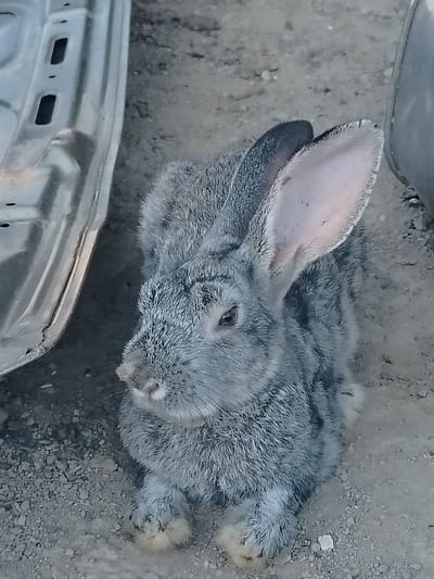 A gray rabbit is sitting on the ground next to a metallic surface. The rabbit is facing to the left and is looking forward. Its ears are long and pointed upwards. The metallic surface appears to be part of a vehicle, possibly a car door, due to its shape and visible indentations. The ground is covered with small stones and dirt. The scene suggests an outdoor environment, possibly in a rural or industrial area. There is no discernible indication of the specific location within the city of Көлкент, Kazakhstan.