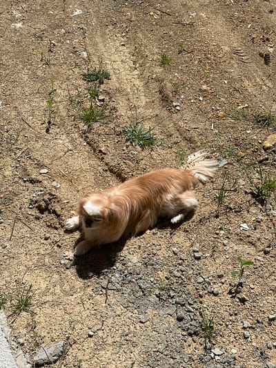 The image depicts a light brown, long-haired dog lying on dry, sandy soil with sparse green vegetation. The environment appears to be outdoors, potentially a garden or unpaved area. The lighting suggests it is daytime, with shadows cast by the dog. There are no other discernible objects or people in the frame. The location is Lyubovka, Bulgaria.