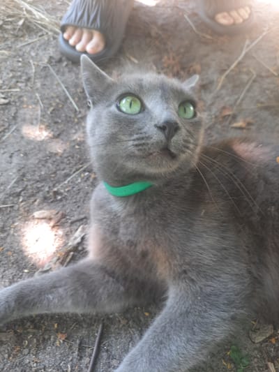 A Russian Blue cat with bright green eyes lies on the ground, looking up and to the right. The cat is wearing a green collar. In the upper left of the image, a bare foot wearing a black sandal is visible, suggesting human presence. The ground is covered in dirt, small stones, and dried leaves, indicative of an outdoor environment. Sunlight casts dappled shadows on the ground. The scene appears to be a yard or natural area within the city of Liubakhy, Ukraine.