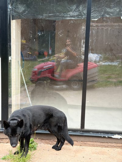 A black dog is lying on its side on the ground, with its head raised and looking towards the camera. The dog appears to be relaxed and content. Behind the dog, there is a large glass window that reflects the scene inside. The reflection shows a person sitting on a red and gray ride-on lawnmower. The lawnmower has the brand name "HONDA" visible on its side. The person in the reflection is wearing dark clothing and has their hands on the steering wheel of the lawnmower. The background of the reflection shows a grassy area, possibly a garden or yard, with some debris and black plastic sheeting. The time of day appears to be daytime, with natural light visible. The setting seems to be outdoors, with the window providing a view into an interior space or a sheltered outdoor area. The presence of the lawnmower suggests an outdoor activity related to yard maintenance. The location context provided is South Staffordshire, United Kingdom.