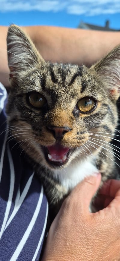 A close-up, vertical, eye-level shot shows a tabby cat being held against a person wearing a blue and white striped shirt. The cat's mouth is open, revealing its pink tongue and small white teeth. Its fur is a mix of brown, black, and tan stripes, with white fur around its chest. The cat's eyes are large and amber-colored. The background is blurred, showing a hint of blue sky and what appears to be a building. The image is sharp and well-lit, with the cat's face being the primary focal point. The scene appears to be outdoors, possibly in a residential area of Jessheim, Norway, given the outdoor setting and the type of building visible.