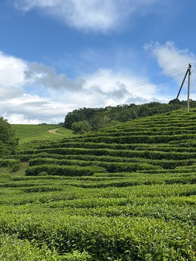 The image depicts a verdant tea plantation in Izmaylovka, Russia, under a bright, partly cloudy sky. The foreground is dominated by meticulously maintained rows of tea bushes, their leaves a vibrant green. The plantation stretches up a gentle slope, creating a visually striking pattern of parallel lines. In the background, a dense line of trees forms a natural border, with a glimpse of a dirt path winding through the tea rows. A solitary utility pole with several overhead wires stands tall against the sky, suggesting the presence of infrastructure. The sky is a bright blue, punctuated by fluffy white clouds, indicating fair weather and likely daytime. There is no visible text in the image. The scene evokes a sense of natural beauty and agricultural order.