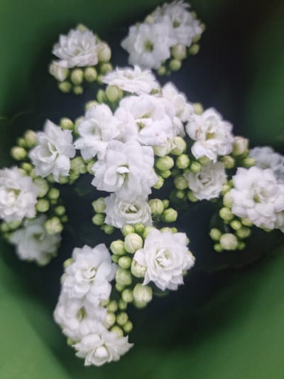 This media file is a close-up, top-down shot of a cluster of white Kalanchoe flowers against a dark green, out-of-focus background. The flowers are densely packed and appear to be in full bloom, with many small, light green buds interspersed among the petals. The lighting is soft and diffused, creating a gentle bokeh effect that blurs the background and emphasizes the delicate textures of the flowers. There is no visible text. The scene is likely indoors or in a shaded outdoor area, given the soft lighting and the absence of strong shadows. The overall mood is serene and delicate, highlighting the natural beauty of the flowers.