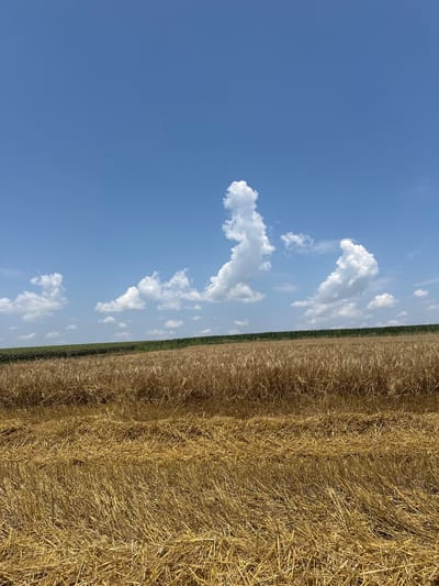 The image depicts a rural landscape under a bright blue sky with scattered white clouds. The foreground is dominated by a field of harvested golden wheat stubble, with rows of standing golden wheat behind it. Further in the distance, a strip of green crops, possibly corn or sunflowers, can be seen. The scene is devoid of any people or animals. The image was captured in Slivo Pole, Bulgaria.