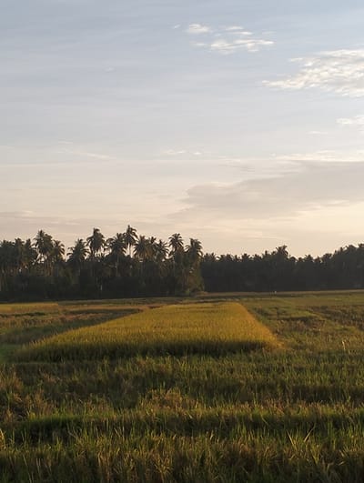 The image shows a rice paddy field in Kuta Pungwa, Indonesia. The foreground is dominated by the field with varying shades of green and yellow, indicating different stages of rice growth or harvesting. A dense line of palm trees is visible on the horizon, separating the field from the sky. The sky is a pale blue-grey color, suggesting it could be early morning or late afternoon. There are no people visible in the scene.