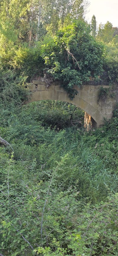 The image captures an ancient stone archway, likely a remnant of a bridge or structure, partially obscured by dense vegetation. The arch, constructed from roughly cut stone blocks, is weathered and shows signs of age. It is surrounded by a lush growth of green bushes, tall grasses, and leafy trees, suggesting an overgrown, possibly abandoned, natural setting. The light suggests it is daytime, with dappled sunlight filtering through the foliage. The location is the municipality of Angüés, Spain, a rural area characterized by its natural landscapes. There are no people or animals visible in the scene. The overall impression is one of a forgotten historical relic reclaimed by nature.
