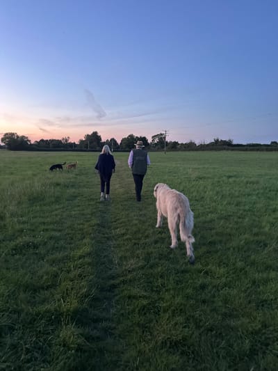The image captures a rural scene in Kingsbury Episcopi, United Kingdom, at dusk. Two individuals and three dogs are observed walking along a defined grassy path that extends into a field.
The person on the left is dressed in dark outerwear and light-colored trousers, with reflective high heels visible. The person on the right wears a light-colored shirt, a dark vest, dark trousers, and a wide-brimmed hat. Both individuals are positioned with their backs to the camera, moving forward along the path.
A large, light-colored, long-haired dog, resembling a large hound or sheepdog breed, walks in the foreground to the right of the path, ahead of the two people. Further into the field on the left, two smaller dogs are present: one dark-colored and one light-brown, both appearing to forage or move through the tall grass. All three dogs are off-leash.
The environment consists of expansive green fields with varying grass heights. A line of deciduous trees forms the distant horizon. The sky transitions from a deep blue overhead to a lighter blue, then to pink and orange hues near the horizon, indicative of twilight or sunset. A utility pole with power lines is visible on the right side of the midground. A faint, elongated cloud or contrail is discernible in the upper sky.