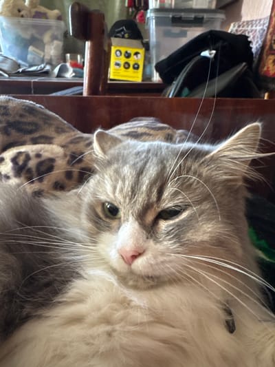 The image shows a close-up view of a fluffy grey and white cat lying down. The cat is looking directly at the camera with one eye slightly squinted. Its fur is long and appears soft. The cat's whiskers are prominent and fanned out. In the background, there are some blurred objects, including what appears to be a wooden piece of furniture, a clear plastic container with items inside, and a yellow box with circular images. The lighting suggests an indoor setting. The location in the city of Varzi-Omga, Russia, is not discernible from the image itself.