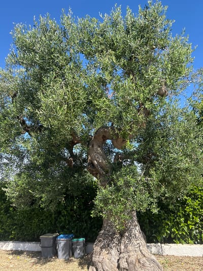 An old olive tree stands in Polignano a Mare, Italy, against a bright blue sky. Its gnarled, thick trunk is prominent, with branches laden with green leaves spreading wide. To the left of the tree, a dense green hedge forms a backdrop. In front of the hedge, a row of three grey trash bins are lined up, each with a different colored lid: blue, green, and black. The ground beneath the tree and in front of the bins is covered in dry leaves and dirt. A low white wall runs along the base of the hedge.