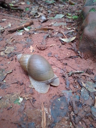 A snail is the primary subject, resting on a surface of damp, reddish-brown soil interspersed with fallen leaves, twigs, and other organic debris. A textured, moss-covered rock or tree base is visible in the upper right, suggesting a wooded area. The location is in Villarrica, Paraguay.