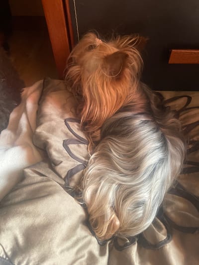 A Yorkshire Terrier is sleeping on a bed. The dog is lying on its side with its head tucked in. The dog has long, sandy-colored fur with some darker graying at the back of its head. The bed is covered with a light beige blanket that has a floral pattern. The dog appears to be in a bedroom. The location is unknown.