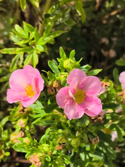 This image shows two pink flowers with yellow centers in sharp focus, set against a blurred background of green foliage. The flowers appear to be of the Potentilla variety. The leaves of the plant are a vibrant green, some with a slight reddish tint. The lighting suggests it is daytime, likely with sunlight filtering through the leaves. The background foliage is darker and out of focus, creating a shallow depth of field that emphasizes the flowers. The scene is natural and appears to be outdoors, possibly in a garden or park setting. There is no indication of the city of Mažučiai, Lithuania, or any people or specific actions taking place.