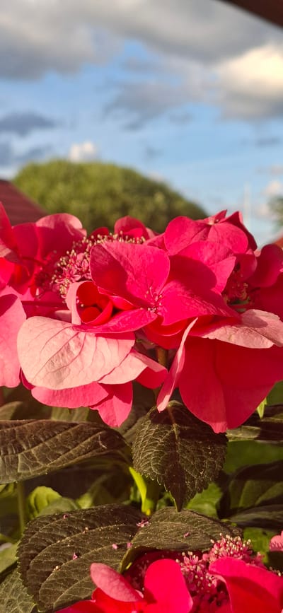 A close-up, vertically oriented photograph shows bright pink hydrangea flowers and dark green leaves. The flowers are in focus, with delicate petals and small, clustered stamens. The leaves have a textured, veined surface, some appearing almost black due to lighting. In the blurred background, a bright blue sky with white clouds is visible, along with a hint of green foliage, possibly a tree or shrub. The lighting suggests it is daytime, likely morning or late afternoon, given the warm tones of the sunlight illuminating the flowers. There is no text visible in the image. The scene is outdoors, possibly in a garden or park setting.
