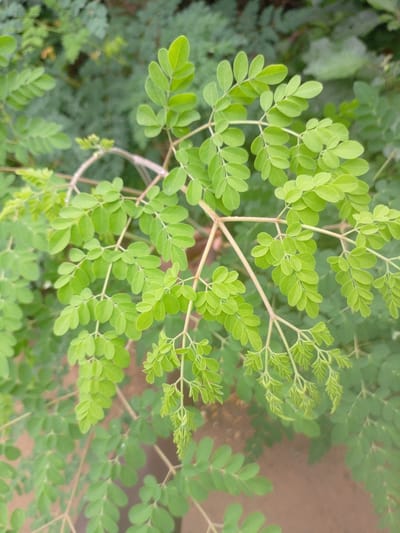 The image shows a close-up view of a moringa tree branch with many small, oval-shaped green leaves. The leaves are arranged in pairs along thin, light-brown stems. The background is a blur of more green foliage and a reddish-brown ground, likely soil. The lighting suggests it is daytime, and the focus is on the intricate structure of the leaves and branches. The scene appears to be in an outdoor, natural setting, possibly a garden or rural area.