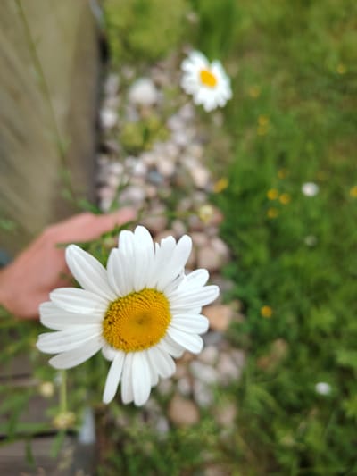 A close-up shot focuses on a single daisy with white petals and a yellow center. The daisy is positioned in the foreground, slightly to the left of the frame, and appears to be held by a hand, though only a portion of the hand is visible. Behind the daisy, the background is blurred and consists of green grass, scattered small stones, and another out-of-focus daisy further in the distance. A wooden plank runs along the left edge of the image. The scene appears to be outdoors, possibly in a garden or natural area. The overall impression is one of a bright, natural setting with a focus on the delicate beauty of the flower. There are no specific landmarks or architectural features to pinpoint a location within Vladimirovka, Russia.