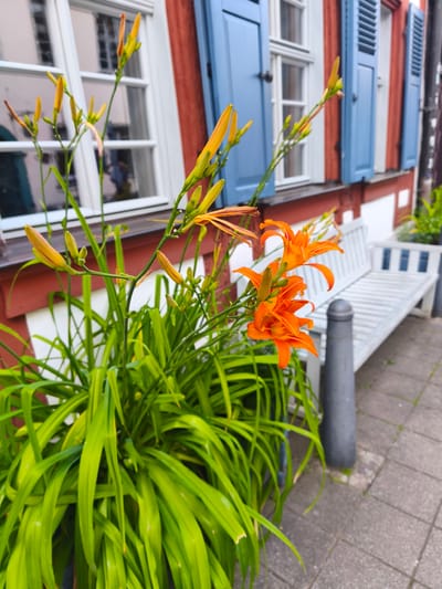 In front of a traditional red and white building with blue shutters, likely in Erlangen, Germany, a cluster of vibrant orange daylilies (Hemerocallis) bloom in a dark planter. The flowers, some fully open and others still in bud, are the primary focus, with their elongated petals and green stems. Behind the flowers, a white slatted wooden bench rests on a paved walkway made of grey interlocking stones. A dark grey bollard is positioned in front of the bench. The building's windows reflect the surrounding environment. The scene appears to be an outdoor public space, possibly a courtyard or street side.