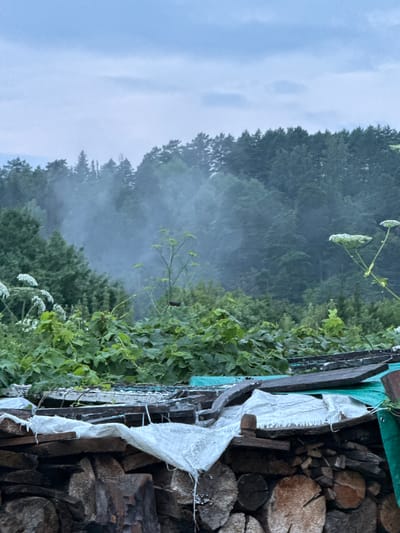 This image depicts a rustic outdoor scene, likely in the village of Gon'ba, Russia. In the foreground, a stack of chopped firewood is visible, partially covered by white fabric and weathered wooden planks. The wood appears dry and ready for use. Above the firewood, dense green foliage of various plants, including some with large, white flower clusters, fills the middle ground. Beyond the vegetation, a forest of evergreen trees stretches across the horizon. A hazy, misty layer is present within the treeline, suggesting either atmospheric conditions or smoke. The sky above is overcast with muted blue and gray tones. The overall impression is one of a rural dwelling or storage area situated near a forested area.