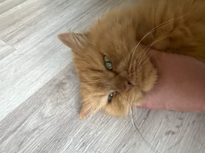 A close-up, overhead shot captures an orange cat lying on a light-colored wooden floor. The cat's head is tilted, with its left eye, a striking green, partially visible. Its fur is fluffy, and prominent white whiskers fan out from its muzzle. A human hand, flesh-toned, rests beneath the cat's head, providing a soft cushion. The floorboards are laid horizontally and exhibit a subtle wood grain pattern, with some areas appearing lighter or darker due to lighting and natural variations in the wood. The scene appears to be indoors, likely a residential setting in Tapa, Estonia.