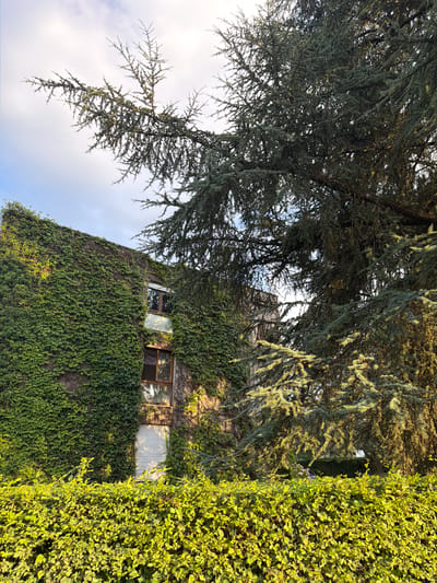 The image depicts a building facade completely covered in lush green ivy. Two windows with wooden frames are visible on the ivy-covered wall. To the right of the building, a dense hedge of bright green foliage is prominent. Overhead, the branches of a large coniferous tree, likely a cedar, with its characteristic feathery needles, create a canopy that partially obscures the sky. The sky is a mix of white clouds and patches of pale blue, suggesting a partly cloudy day. The lighting indicates that it is either early morning or late afternoon, with the sun casting a warm glow on the vegetation and highlighting the textures of the leaves and needles. The overall scene evokes a sense of nature reclaiming a man-made structure, creating a picturesque and somewhat wild aesthetic. There are no people or text visible in the image. The location context is Novalaise, France.