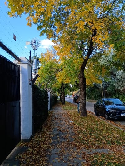 The image shows a paved sidewalk, covered in fallen leaves, leading to a street in General Pacheco, Argentina, located at latitude: -34.455, longitude: -58.627. A black car is parked on the right side of the street. To the left, a tall white wall with a black gate can be seen. A large tree with yellow leaves stands in the foreground, while several smaller trees line the sidewalk, with more trees behind them. There is a tall metal structure with a propeller, resembling a windmill, behind the wall, partially obscured by the tree. The image was taken during the day in an urban area with clear skies.