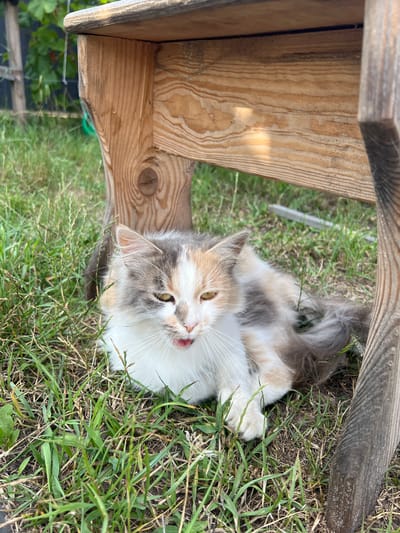 A tortoiseshell cat lies on grass beneath a wooden structure. The cat has white, gray, and orange patches of fur, with a long, bushy tail. Its mouth is open, and its tongue is visible. The wooden structure appears to be part of an outdoor table or bench. The background shows greenery, suggesting a garden or yard setting. The image was taken in Sobishchytsi, Ukraine.