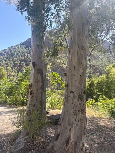 In the city of Ardales, Spain, two large eucalyptus trees stand prominently in the foreground, their rough, grey bark textured with patches of lighter and darker tones. The tree on the left bears carved initials, including a heart shape enclosing "M+E". Behind the trees, the landscape opens up to a densely forested hillside that ascends towards rugged, rocky mountains under a clear blue sky. Sunlight filters through the leaves of the eucalyptus trees, casting dappled shadows on the gravelly ground. To the right of the trees, a dark, slatted park bench is visible. The overall scene depicts a natural outdoor environment within the Ardales region.