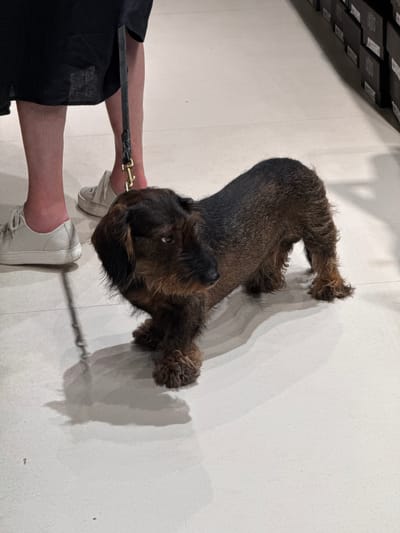 The image shows a low-angle, full-body shot of a wirehaired Dachshund standing on a light-colored tiled floor. The dog, which is predominantly dark brown with some lighter reddish-brown highlights, is facing towards the right of the frame, with its head turned slightly towards the viewer. Its body is elongated, and its legs are short and sturdy. The dog's fur appears wiry and somewhat unkempt. A black leash, attached to a gold-colored clip, is visible extending upwards and out of frame to the left, suggesting it is attached to a person.
To the left of the dog, the lower legs and feet of a person are visible. They are wearing dark-colored clothing (possibly a skirt or dress) and white lace-up sneakers. The person's legs are bare and appear to be tanned. The leash connects to the person's waist area.
In the background, a wall of stacked black boxes with the word "IXOS" visible on them stretches along the right side of the frame. These boxes suggest the location might be a retail store, possibly a shoe store, given the branding. The lighting is bright and even, casting subtle shadows on the floor from the dog and the person's legs. The overall scene is clean and well-lit.
This scene is located in Noventa di Piave, Italy, within the McArthurGlen Designer Outlet Noventa di Piave, a shopping center.