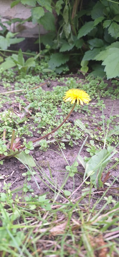A ground-level, slightly rotated image captures a natural outdoor scene, likely in Konceptas, Lithuania, during daytime. The central subject is a single, vibrant yellow dandelion in full bloom, positioned off-center. Its bright petals contrast with the earthy tones of the surrounding soil and the various shades of green foliage.

The ground is composed of dark, rich soil, which forms a prominent band across the frame. Numerous small, light green plants with rounded leaves are scattered densely over this soil, particularly around the base of the dandelion. Thinner blades of green grass are visible in the upper and lower right sections of the image, crisscrossing over the ground. On the far left and in the background, larger, darker green leaves and foliage, some with serrated edges, indicate the presence of other plants or shrubs. No human activity or visible text is present in the image.
