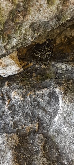 A dark-patterned crab is observed within a rock crevice in Ziwa La Ng'ombe ward, Kenya. The crab's carapace exhibits dark and light striations, with visible eyes. It is positioned in the upper-central area, partially sheltered by an overhanging rock. The environment consists of rough, uneven rock formations, primarily grey and dark grey, with lighter sections and minor green/brown organic matter present in crevices. No other subjects or objects are visible.