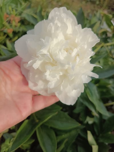 A close-up, slightly overhead shot shows a hand gently cradling a large, fluffy white peony flower. The flower is the primary subject, its numerous delicate petals creating a full and textured bloom. The hand, appearing to be that of an adult, is pale and positioned beneath the flower, supporting its weight. The background is a blur of green foliage, suggesting an outdoor garden setting. Some out-of-focus orange elements are visible in the upper left background. The scene appears to be set in Brodokalmak, Russia, likely during the peony blooming season.