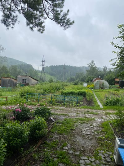 The image depicts a garden area with a variety of plants and structures, likely located in Berëzovaya Roshcha, Russia. In the foreground, several bushes with pink peonies are in bloom, with more greenery and a cobblestone path extending into the middle ground. A blue metal fence separates a cultivated garden area with rows of plants from the path. Further back, there are several wooden sheds or buildings, a greenhouse, and a tall electricity pylon visible against a backdrop of dense, green, hilly forest under an overcast sky. The ground appears damp, suggesting recent rain.